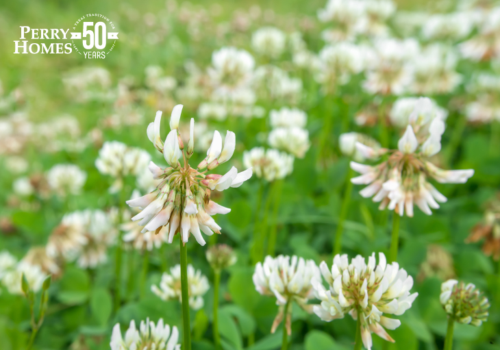 field of white flowers